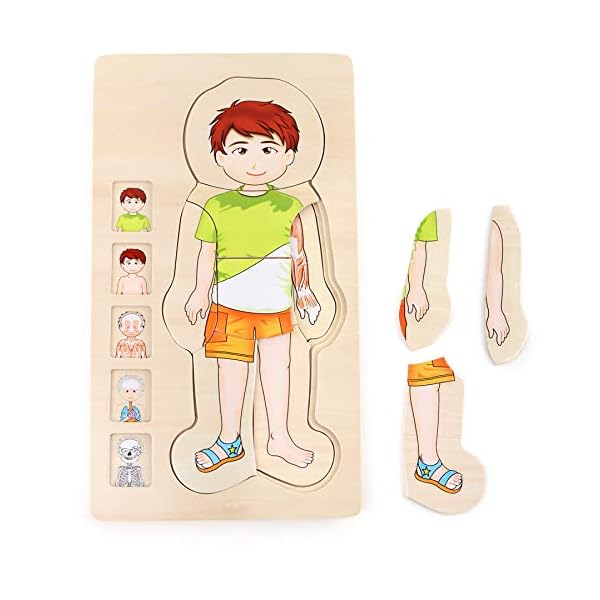 small foot Holzpuzzle Anatomie Junge, 29 teiliges Schichtpuzzle, spielerisches Entdecken des Körpers, ab 3 Jahren, 5842 – Bild 3