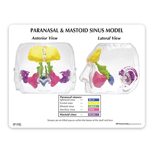Clear Sinus Model Human Body Anatomy Replica Of Sinus Cavities For Doctors Office Educational Tool Gpi Anatomicals Human Anatomical Models Amazon Com Industrial Scientific