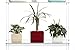 Beautiful Views Hanging Window Plant Shelves (4 Shelves)