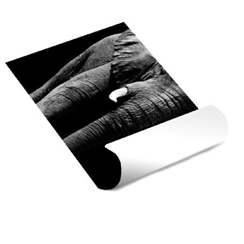 Elefantenbild: Amazon.de: Küche & Haushalt