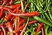 David's Garden Seeds Pepper Cayenne Red SL1515 (Red) 50 Non-GMO, Organic, Heirloom Seeds