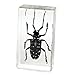 REALBUG Asian Longhorned Beetle Paperweight (1 5/8 x 2 7/8 x 1)