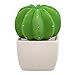Lively Breeze Dotti Cactus, Non-Electric Ceramic Diffusers for Essential Oils and Aromatherapy Fragrance, White Ceramic Diffusers in Car or Desk Office Decor and Small Bathroom at Home, White Vase