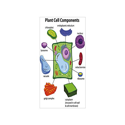 Decorative Privacy Window Film/Chart Showing Plant Cell Components in Cartoon Style Science Living Structure Decorative/No-Glue Self Static Cling for Home Bedroom Bathroom Kitchen Office Decor Multico