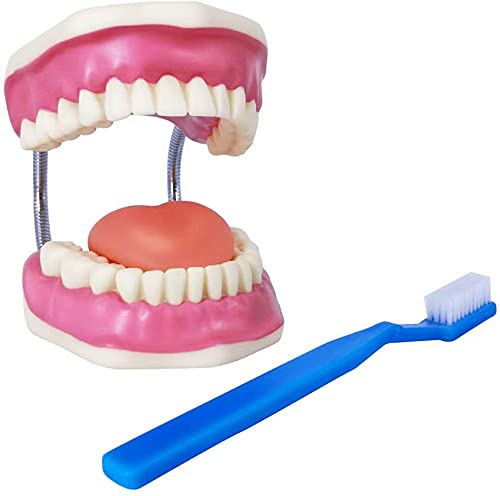 EVOTECH SCIENTIFIC Dental Teeth Care Model, W/Giant Toothbrush, 32 Teeth, Students Dental Care Teaching Demonstration Model, Adult Standard Typodont Demonstration Teeth Model