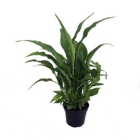 The Store HubPeace Lily with Pot Hardy Live Indoor Plants NASA Natural Home Air Purifier Decorative Good Luck Green