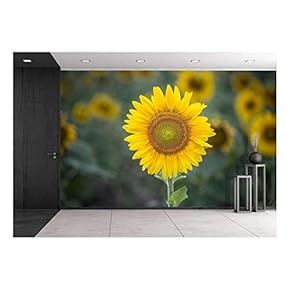 Closeup of Sunflower in Field - Removable Wall Mural | Self-Adhesive Large Wallpaper - 66x96 inches