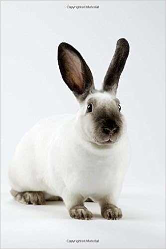 sable point mini rex