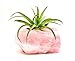 Rose Quartz Crystal Air Plant Holder/Relaxation Home Decor Healing Crystal + Includes Large Tillandsia Plant