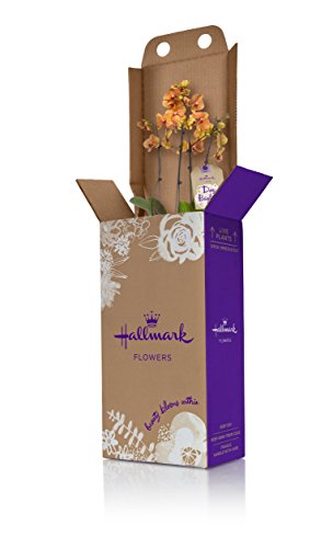 Hallmark Flowers Orchid Flower Plant, Salmon Double Spike in 10-Inch Orange Tin Container
