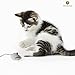 2 Mice toys for cats --- Rattling sound thrills, promotes agility, coordination - Boosts natural hunting, pouncing instinct - Interactive, Durable, Safe to Chew - Fun for Hours