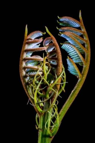 Young Fern Shoots Leaves Journal: Take Notes, Write Down Memories in this 150 Page Lined Journal Paperback – October 3, 2017