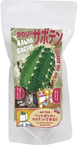 Amazon Co Jp 聖新陶芸 Green Toy グリーントイ かわいいサボテン ペットボトルで育てる栽培セット ホビー