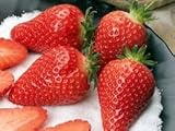 Albion Everbearing (Day Neutrals) Strawberry Plants (10 Bare Root for $9.95) - Delicious Super Sweet Strawberries! Organic Grown in USA.