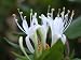 Hardy Favorite Hall's Honeysuckle Lonceria japonica Live Plant primary