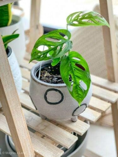 Monstera Philofendron Obliqua Seeds Leaky Leaves Plant Bonsai Home Garden Diverse Green White Leaves 100 Seeds 5 Monstera Mini Amazon Ca Patio Lawn Garden