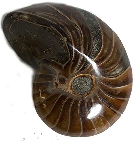 Amazon Co Jp No 4002 １点もの オーム貝化石 オーム貝 化石 化石標本 マダガスカル産 Nautiloid オウム貝 オウムガイ 現物販売 ホーム キッチン