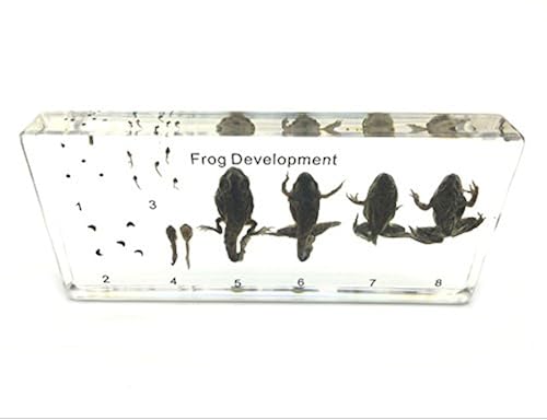 Amazingbug Lifecycle of a Frog Development Paperweight Science ...