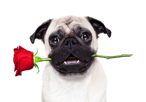 Special-Delivery-Pug-Note-Cards