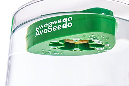 1 AvoSeedo+Avocado+Evergreen+Perfect+Growing