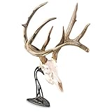 Skull Hooker Table Hooker Antler Mount