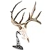 Skull Hooker Table Hooker Antler Mount