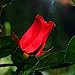 XLUX Outdoor Solar Powered Rose Lights Flower Stake, for Garden Patio Yard Christmas Pathway Decoration, Red