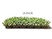 St. Augustine 'Seville' Sod Plugs - 18 Count Tray - Drought, Salt & Shade Tolerant Turf Grass