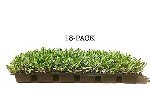 St. Augustine 'Seville' Sod Plugs - 18 Count Tray - Drought, Salt & Shade Tolerant Turf Grass St. Augustine 'Seville' Sod Plugs - 18 Count Tray - Drought, Salt & Shade Tolerant Turf Grass