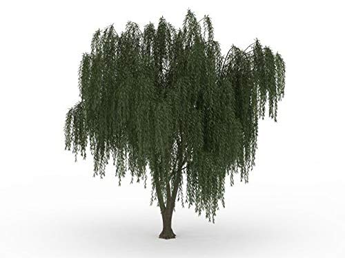 One Dwarf Weeping Willow Tree Cutting - Burning Bush Weeping Willow - Unique and Small Indoor/Outdoo - //coolthings.us