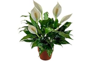 100 x Spathiphyllum Peace Lily Flower Seeds : Seeds Only