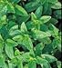 Herb Seeds - Spearmint - 10,000 Seeds