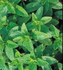 Herb Seeds - Spearmint - 10,000 Seeds Herb Seeds - Spearmint - 10,000 Seeds