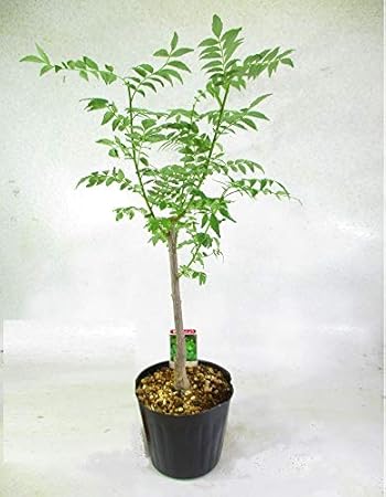 Amazon 朝倉山椒 苗木 トゲナシ大実山椒 全高 55 70 5号ポット 苗
