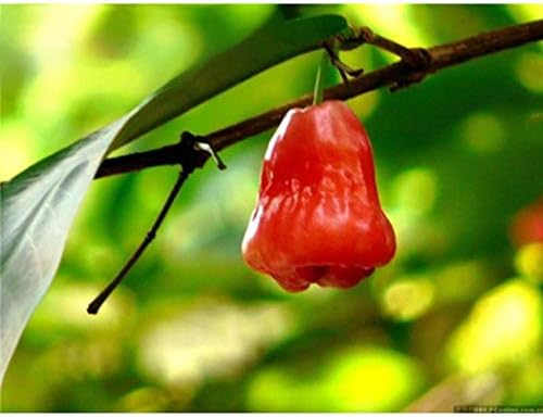 Iekofo 30pcs Wax Apple Seeds Tropical Fruit Tree Seeds Perennial Bonsai Seeds Plant Seeds
