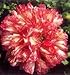 100 FLEMISH ANTIQUE MIXED COLORS PEONY POPPY Papaver Peoniflorum Flower Seeds by Seedville