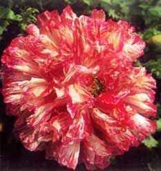 100 FLEMISH ANTIQUE MIXED COLORS PEONY POPPY Papaver Peoniflorum Flower Seeds by Seedville 100 FLEMISH ANTIQUE MIXED COLORS PEONY POPPY Papaver Peoniflorum Flower Seeds by Seedville