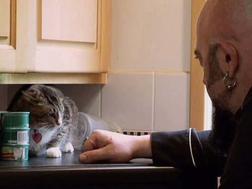 my cat from hell season 4