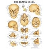 The Female Reproductive System, Anatomical Chart Company Staff, 1587794500