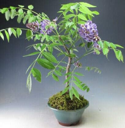 Amazon 花芽付き 二期咲きアメリカ藤 フジ 紫花 アメジストフォールの鉢植え盆栽 中 21春 初夏開花予定 花 観葉植物 フラワーギフト オンライン通販