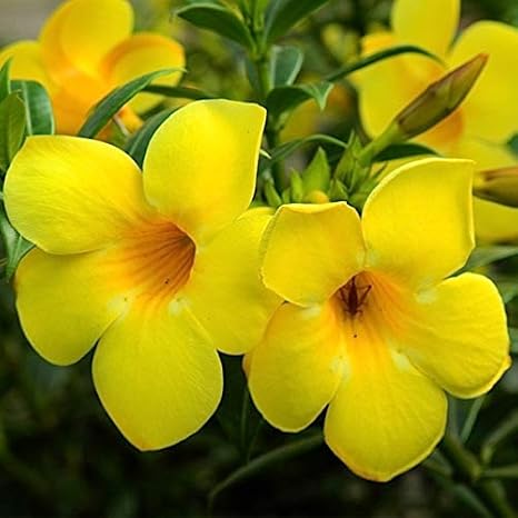 Flowers Point Allamanda Creeper Yellow Flower Live Plant Amazon In Garden Outdoors