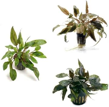 Amazon 水草 おまかせクリプトコリネ 赤系色 ３ポット 北海道航空便要保温 Charm チャーム 生体水草 通販