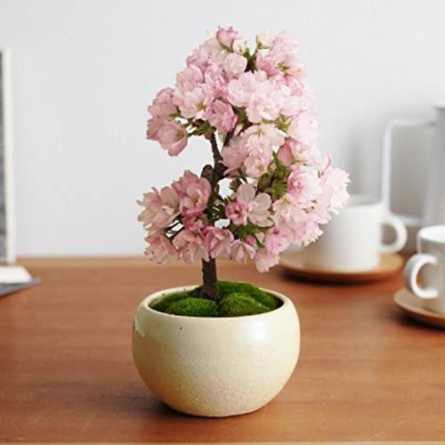 Loveble 20Pcs/50Pcs Japanese Cherry Blossom Bonsai Seeds Sakura Seeds Pink/Red