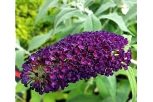 Greenwood Nursery: Live Shrub Plants - 'Black Knight' Butterfly Bush + Buddleja/Buddleia Davidii - [Qty: 1x Pint Pot] - (Click for Other Available Plants/Quantities)