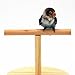 Parrot Perch Bird Stand Natural Wood Quartz Sand Birdcage Play Gym T Perch Fits for Budgies Parakeet Cockatiel Conure Lovebirds (B)thumb 1