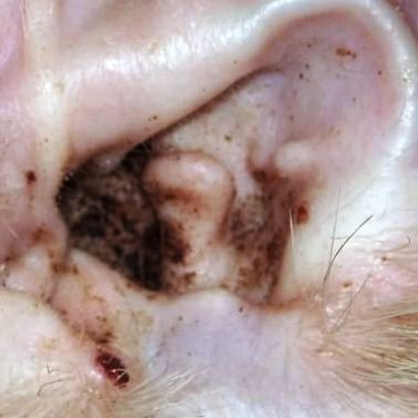 Peticare Spezial Pflege Bei Juckreiz Milben Bei Katzen Stoppt Effektiv Jucken Durch Pilzbefall Und Milbenbefall Rein Pflanzliche Inhaltsstoffe