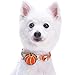 Blueberry Pet Fall Dog Collar, Small Dog Collar for Female & Male Dogs, Extra Small Dog Collar with Pumpkin Décor, Adjustable for Neck 12