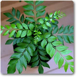 Curry Leaf Seeds, 10 Curry Leaves Plant Seeds with higher