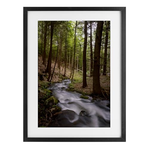 Stupell Industries Mist In The Adirondacks Birch Framed Print Under Glass, desi…