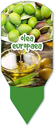 PePePlant - Olivo JUNIOR (olea europea) Árbol frutal. Perfecto ...